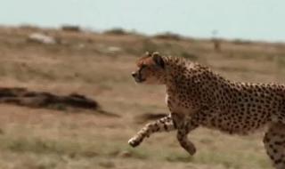 世界上跑得最快的动物前20名. 跑得最快的动物